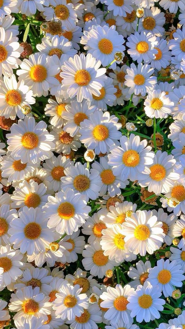 Whispering Meadow: Harmony in Bloom